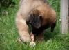 images/T-Wurf/T-Wurf Wo 10/3S8A3210-Bearbeitet.jpg